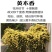 木香花苗爬藤植物浓香四季蔷薇花苗庭院花卉盆栽黄白色木香