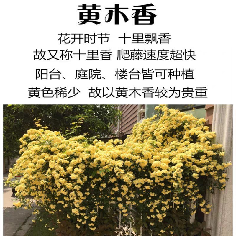 木香花苗爬藤植物浓香四季蔷薇花苗庭院花卉盆栽黄白色木香