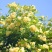 木香花苗爬藤植物浓香四季蔷薇花苗庭院花卉盆栽黄白色木香
