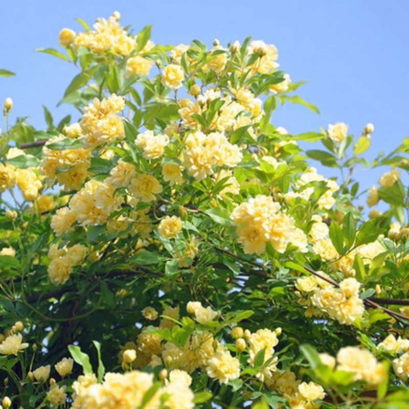 木香花苗爬藤植物浓香四季蔷薇花苗庭院花卉盆栽黄白色木香