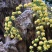 木香花苗爬藤植物浓香四季蔷薇花苗庭院花卉盆栽黄白色木香