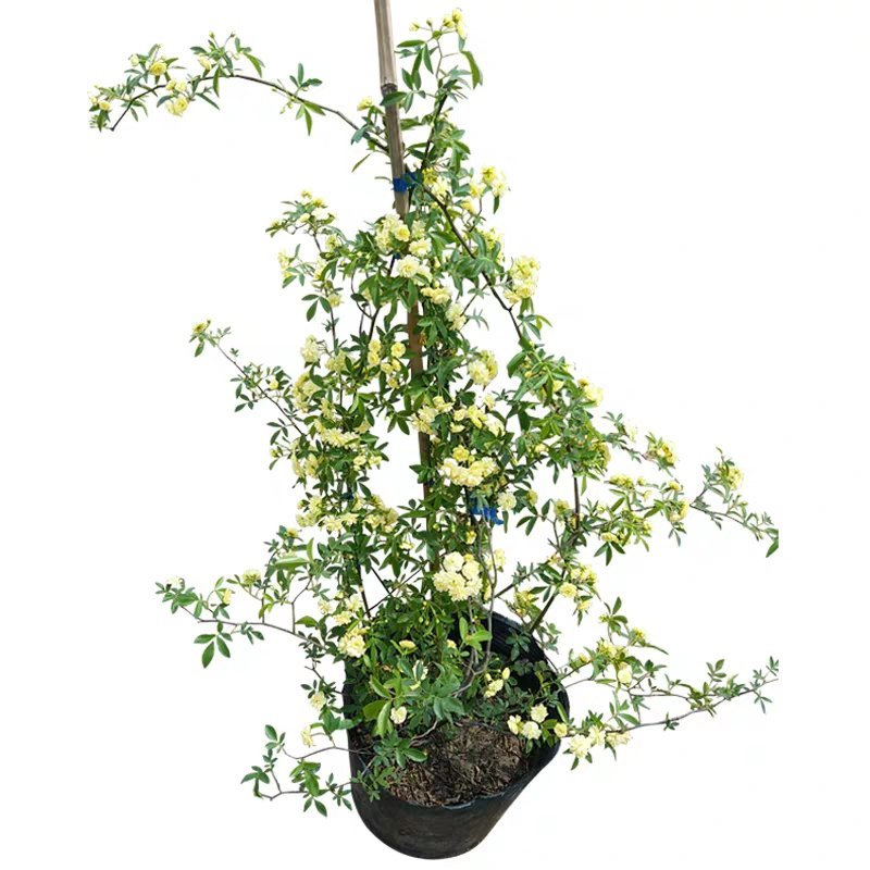 木香花苗爬藤植物浓香四季蔷薇花苗庭院花卉盆栽黄白色木香