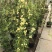 木香花苗爬藤植物浓香四季蔷薇花苗庭院花卉盆栽黄白色木香