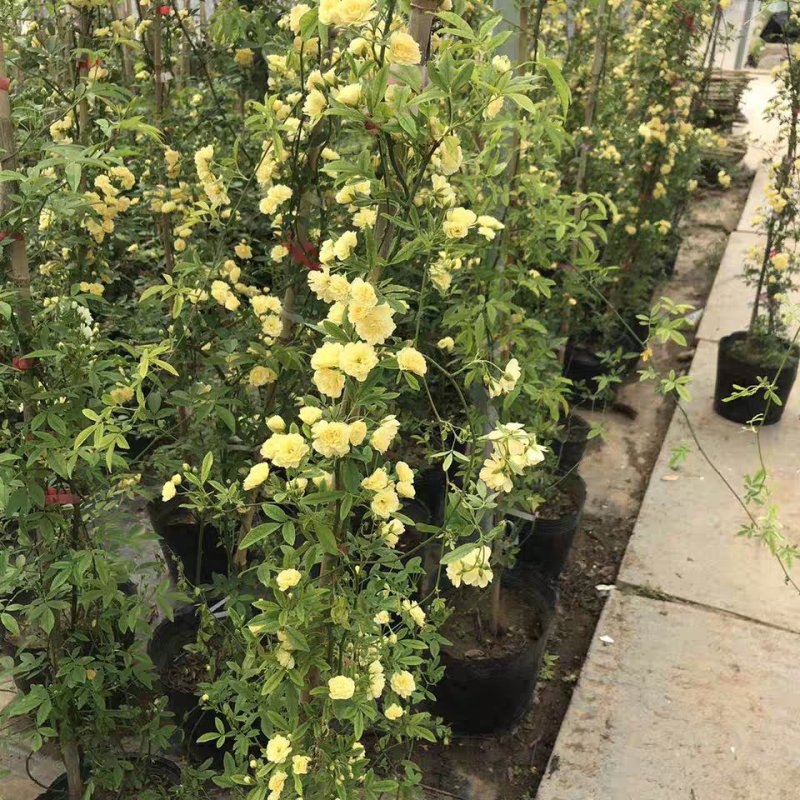 木香花苗爬藤植物浓香四季蔷薇花苗庭院花卉盆栽黄白色木香