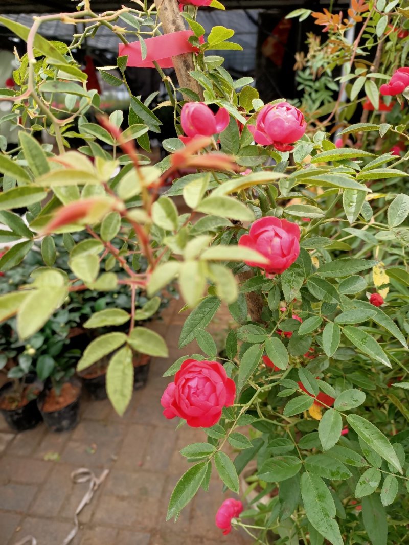 木香花苗爬藤植物浓香四季蔷薇花苗庭院花卉盆栽黄白色木香