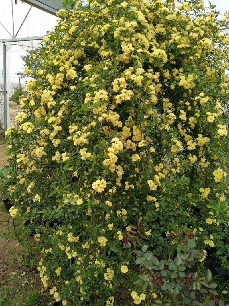 木香花苗爬藤植物浓香四季蔷薇花苗庭院花卉盆栽黄白色木香
