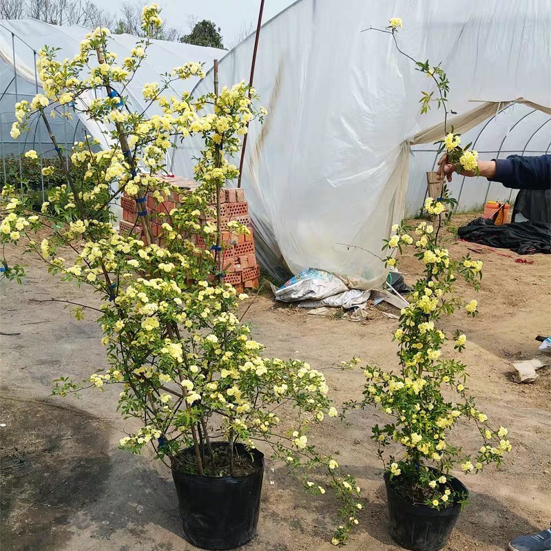 木香花苗爬藤植物浓香四季蔷薇花苗庭院花卉盆栽黄白色木香