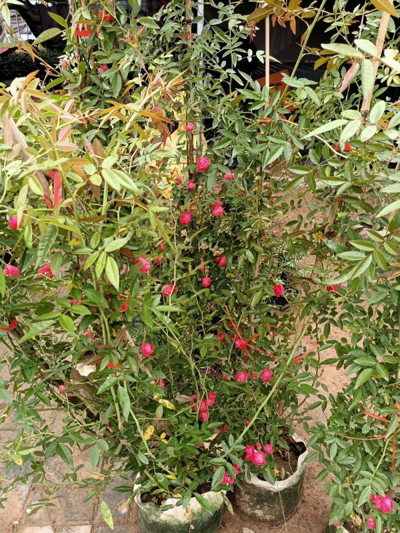 木香花苗爬藤植物浓香四季蔷薇花苗庭院花卉盆栽黄白色木香