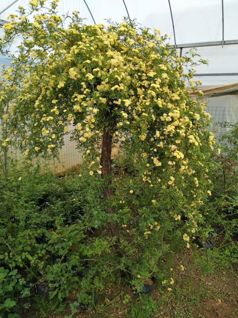 木香花苗爬藤植物浓香四季蔷薇花苗庭院花卉盆栽黄白色木香