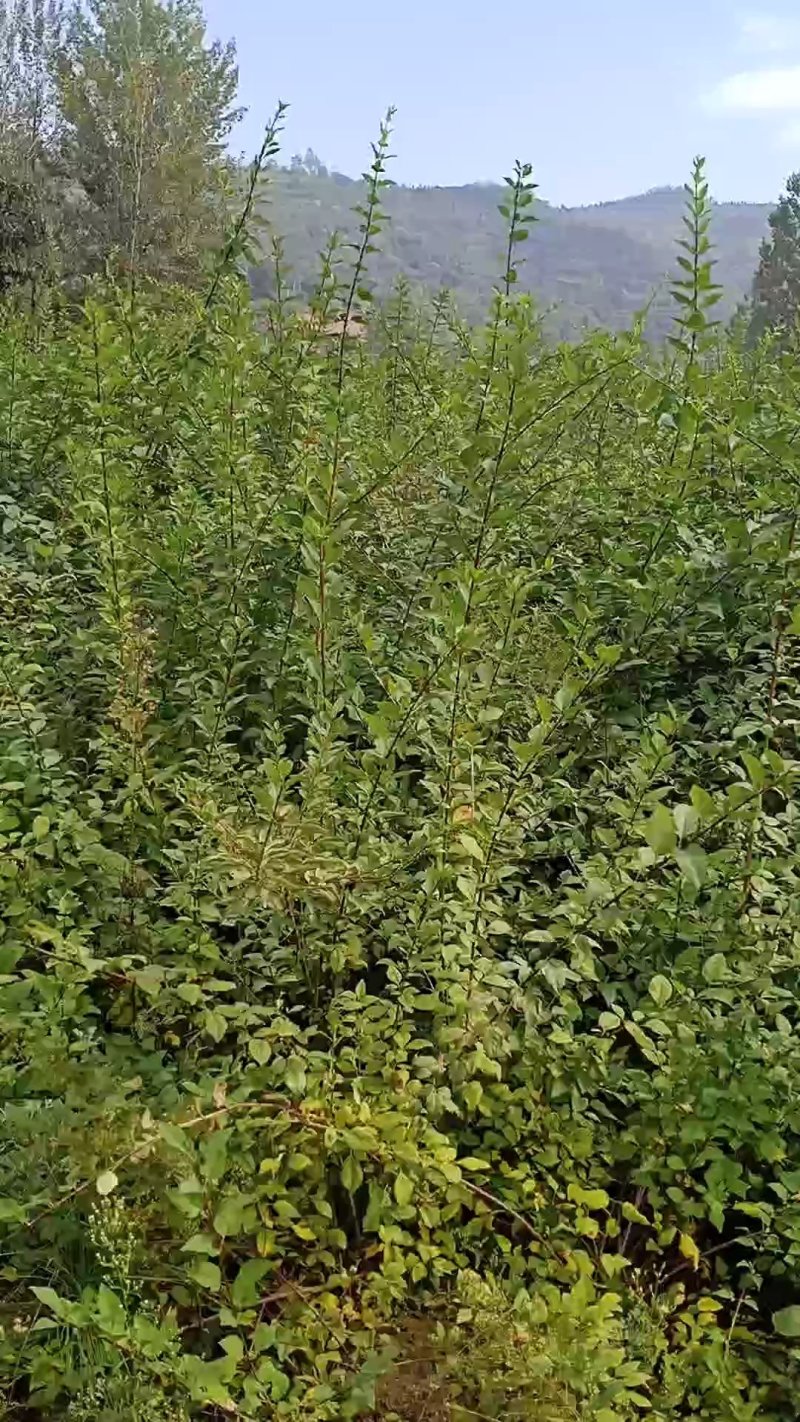 产地直供，卢氏县药用连翘苗