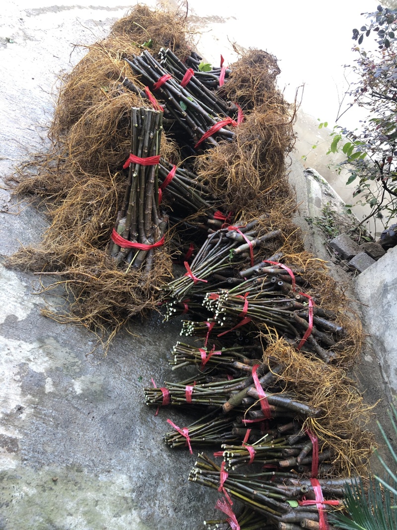 【热销】玻姬红无花果苗四季品种保证，价格实惠根系旺盛规格