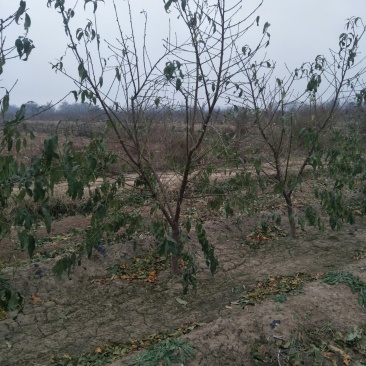 出售5-8公分精品开心小桃树