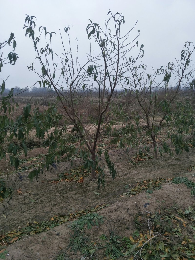 出售5-8公分精品开心小桃树