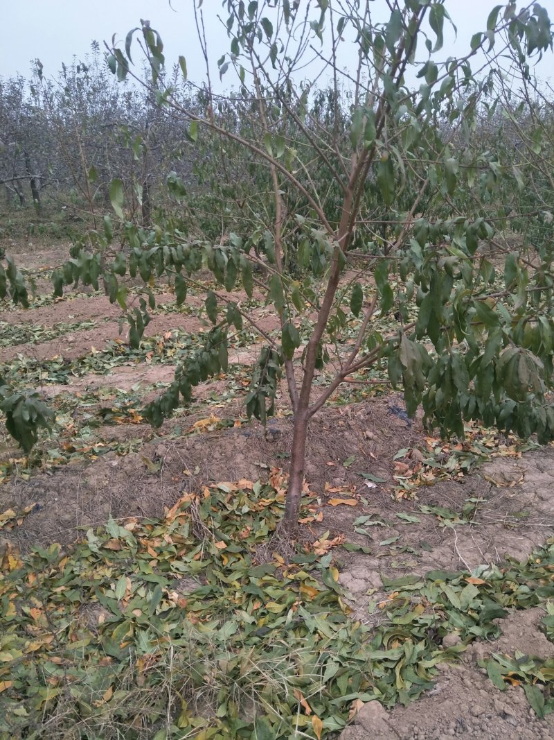 出售5-8公分精品开心小桃树