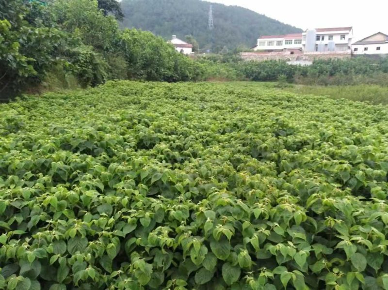 万寿果、万子梨、俅江枳椇、鸡爪连、金钩梨、拐枣儿、臭杞子