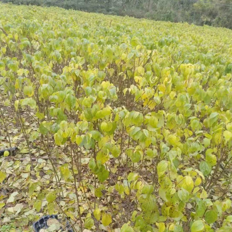 万寿果、万子梨、俅江枳椇、鸡爪连、金钩梨、拐枣儿、臭杞子
