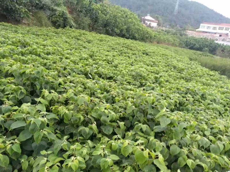 万寿果、万子梨、俅江枳椇、鸡爪连、金钩梨、拐枣儿、臭杞子