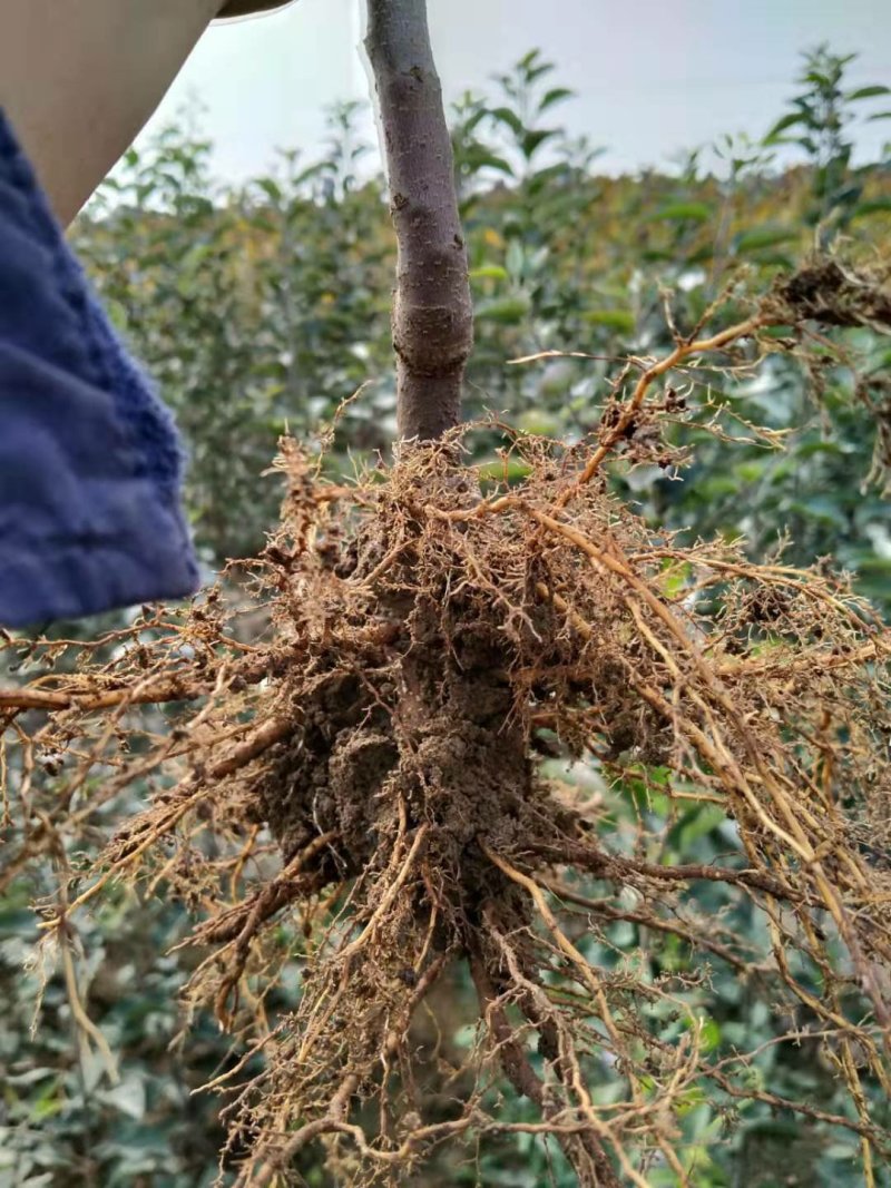 鲁丽苹果口感脆甜品种纯正现挖现发