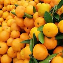 柑橘产于高山之上，口感纯正，美美味多汁无核，无渣，欢迎采