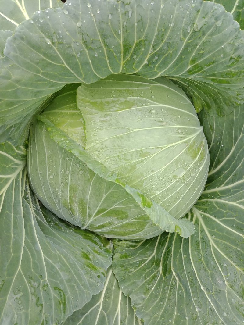 包菜