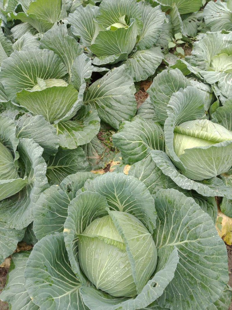 包菜