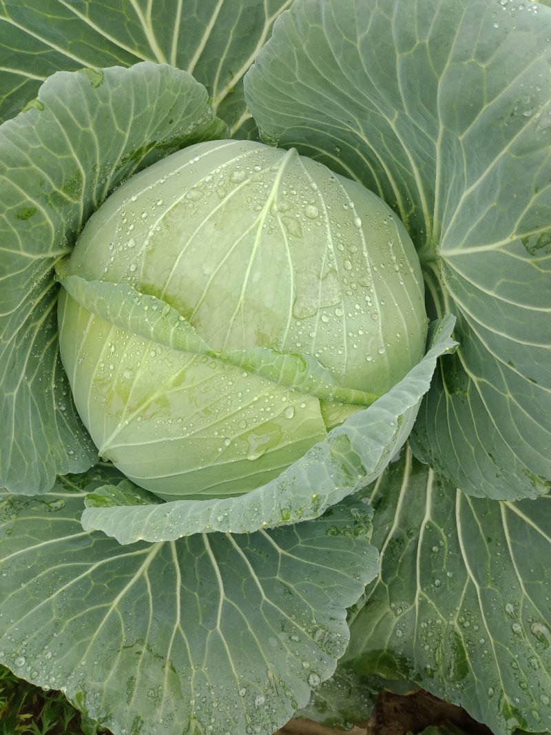 包菜