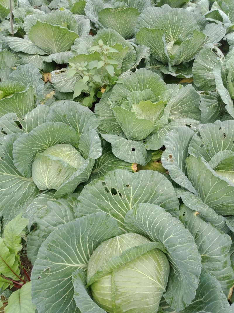 包菜