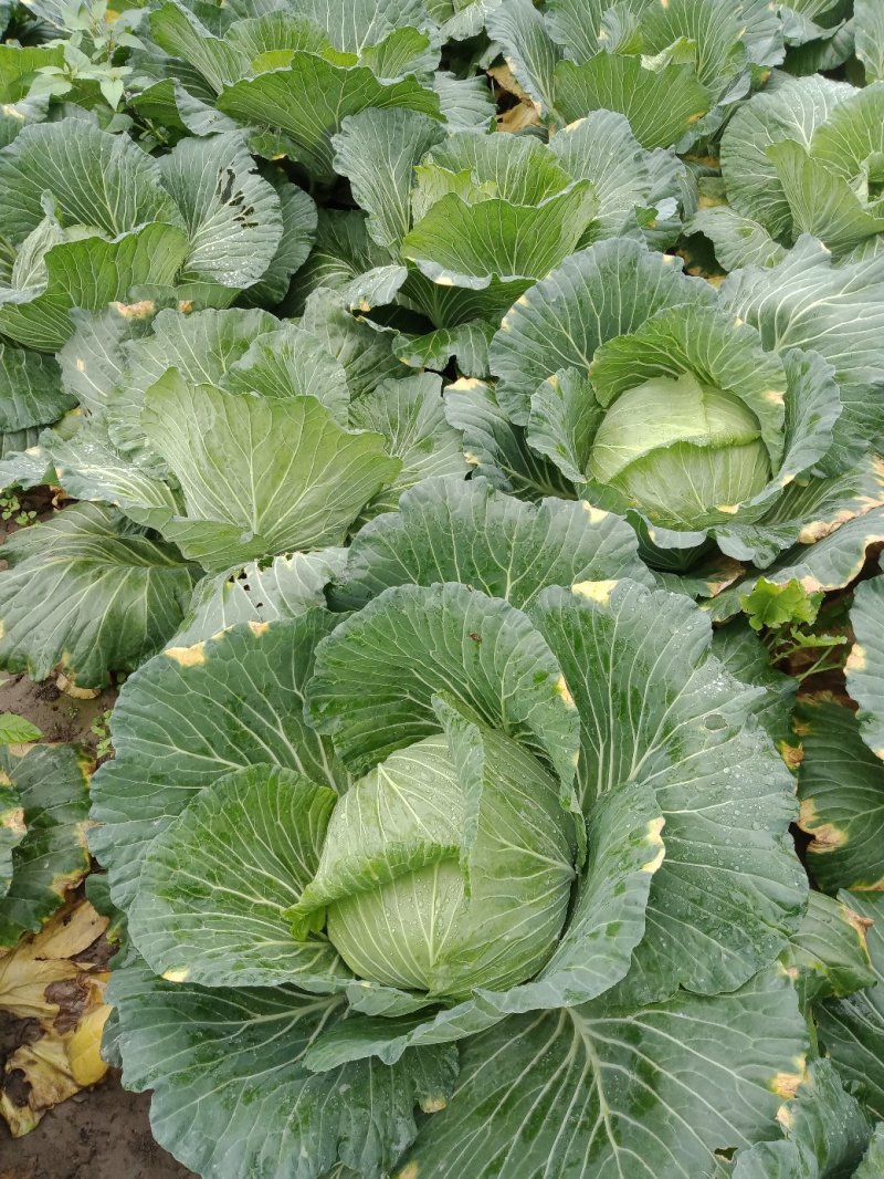 包菜
