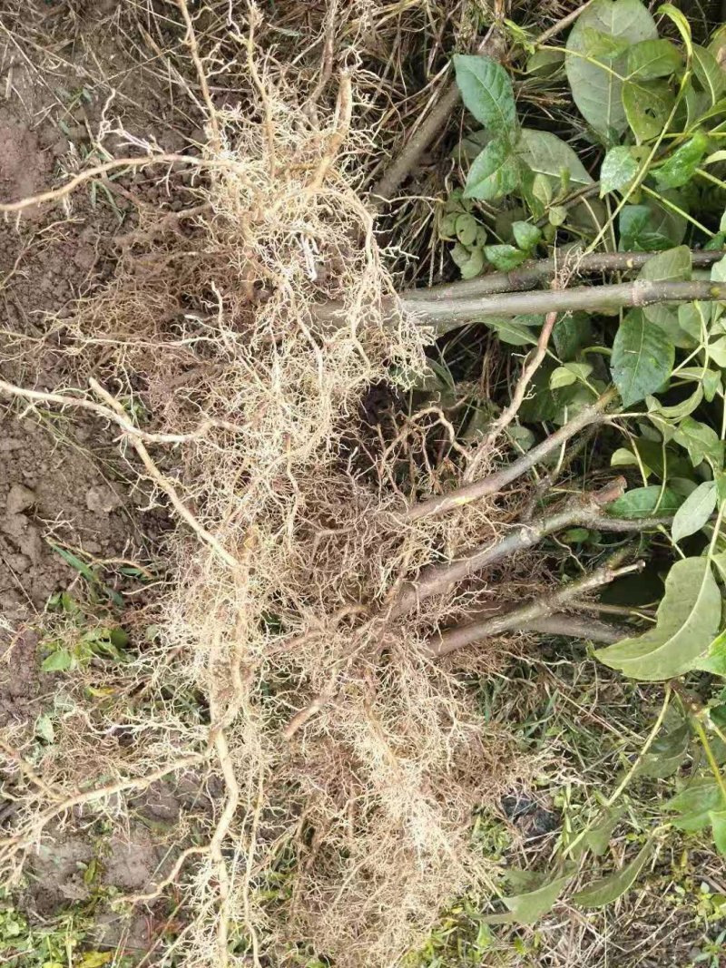 吴茱萸枝条，吴茱萸，茶辣苗，吴茱萸枝条，江西吴茱萸枝条