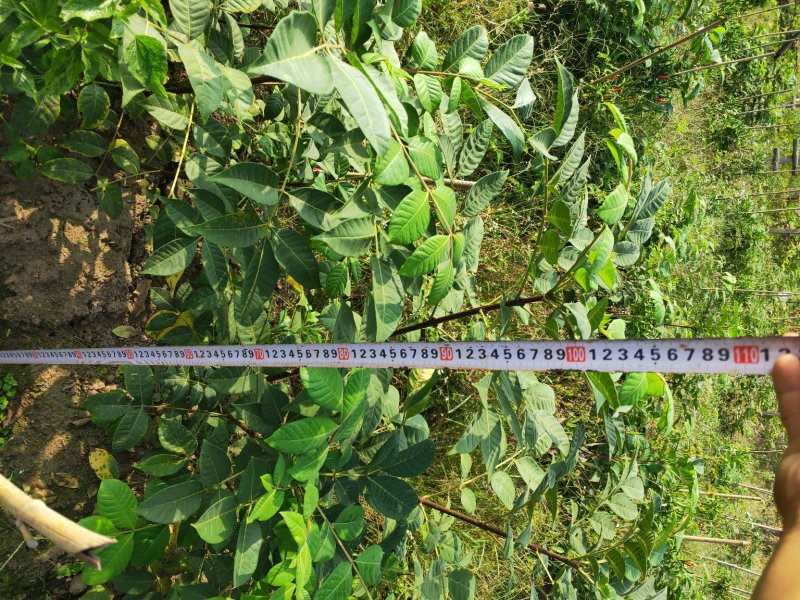 吴茱萸枝条，吴茱萸，茶辣苗，吴茱萸枝条，江西吴茱萸枝条