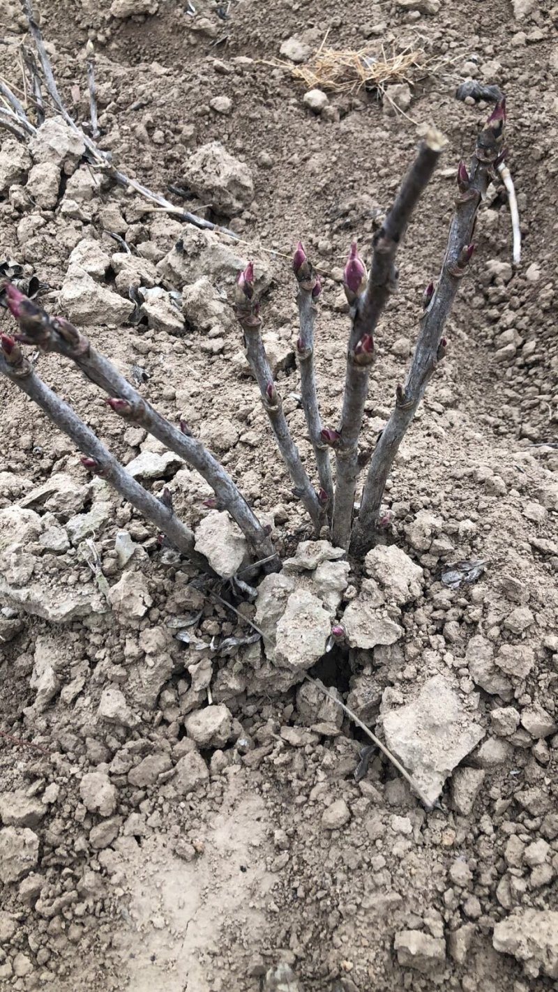 精品观赏牡丹菏泽基地直发品种多保开花保对版保成活