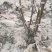 精品观赏牡丹菏泽基地直发品种多保开花保对版保成活