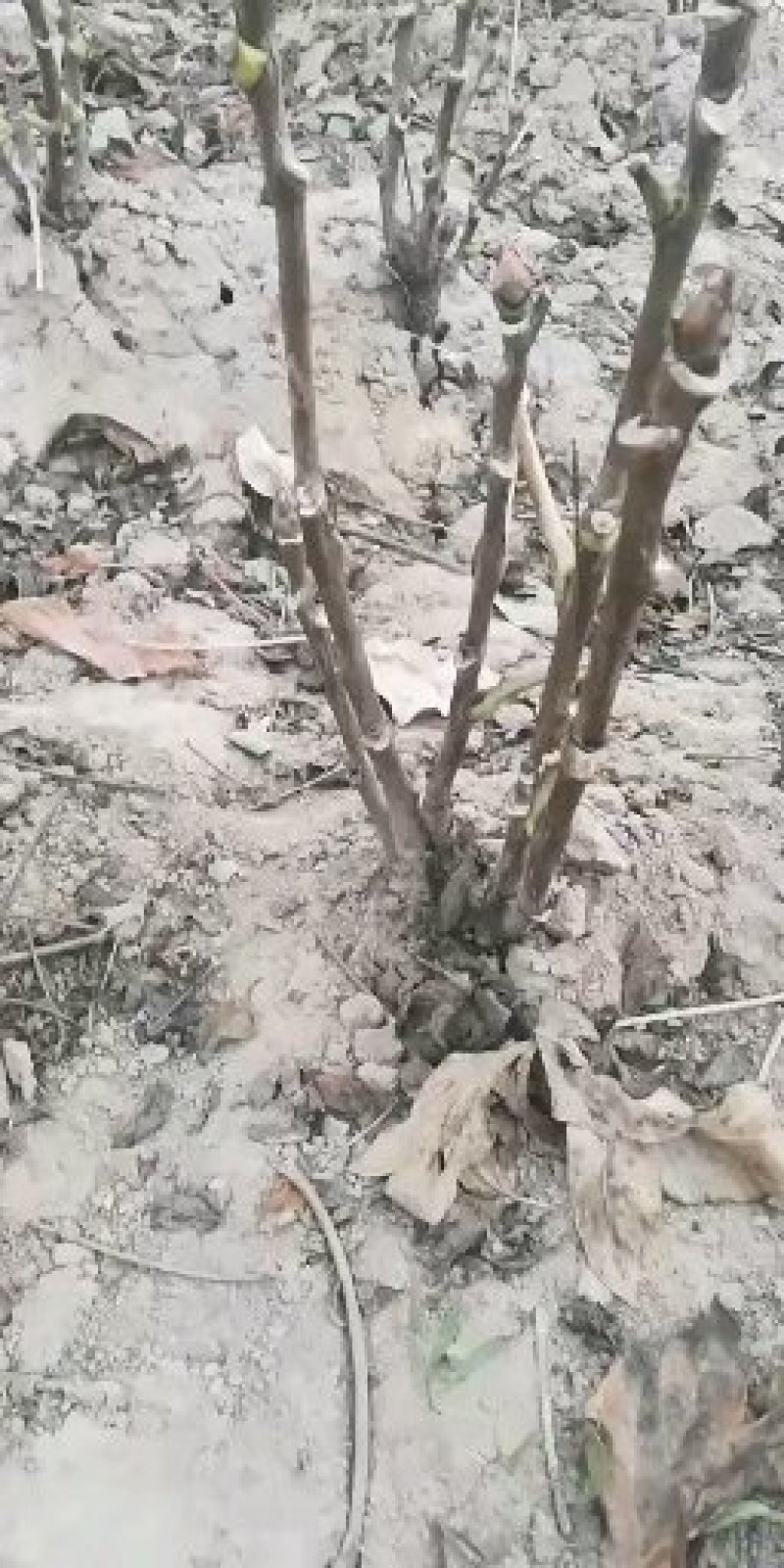 精品观赏牡丹菏泽基地直发品种多保开花保对版保成活