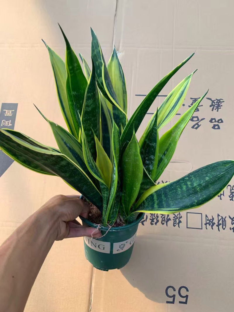 黄金兰虎皮兰基地直销货保新鲜