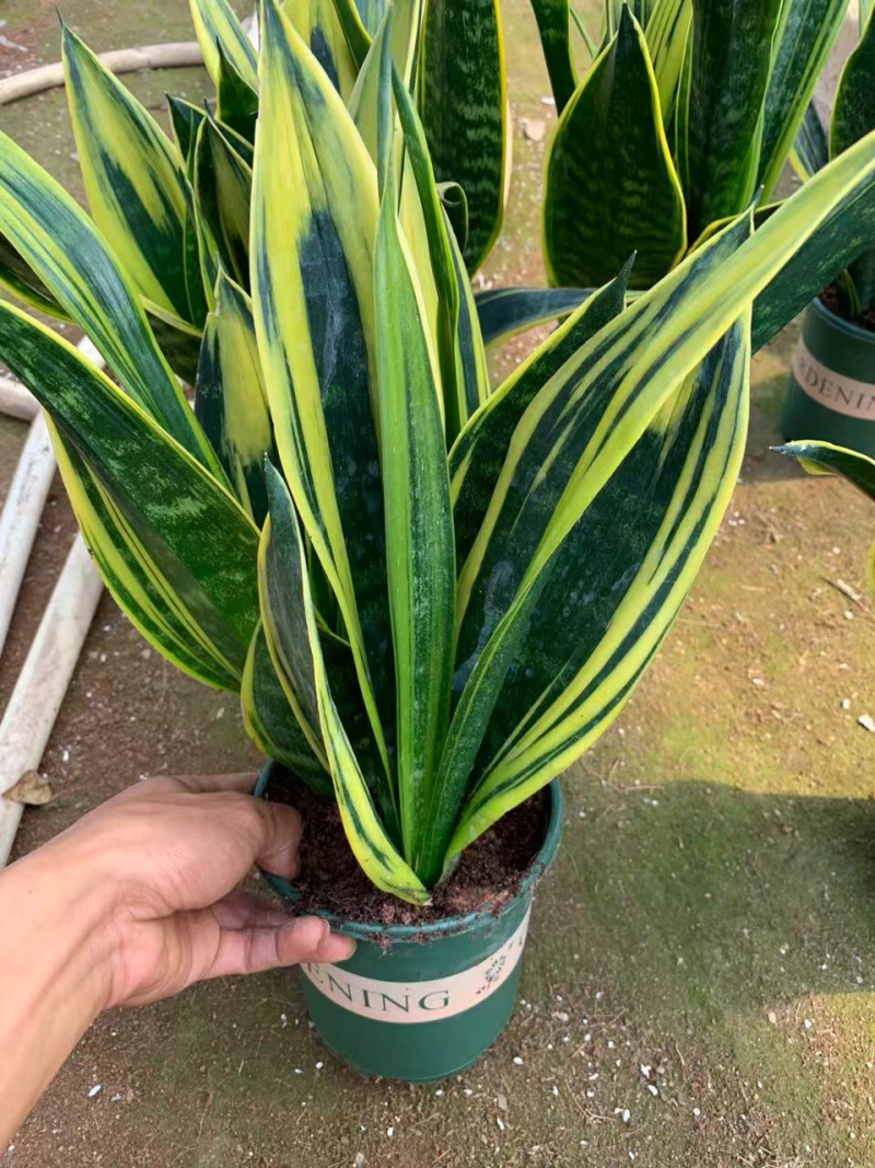 黄金兰虎皮兰基地直销货保新鲜