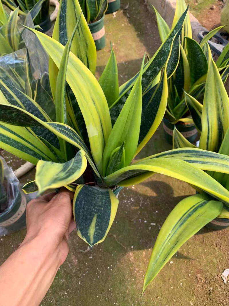 黄金兰虎皮兰基地直销货保新鲜