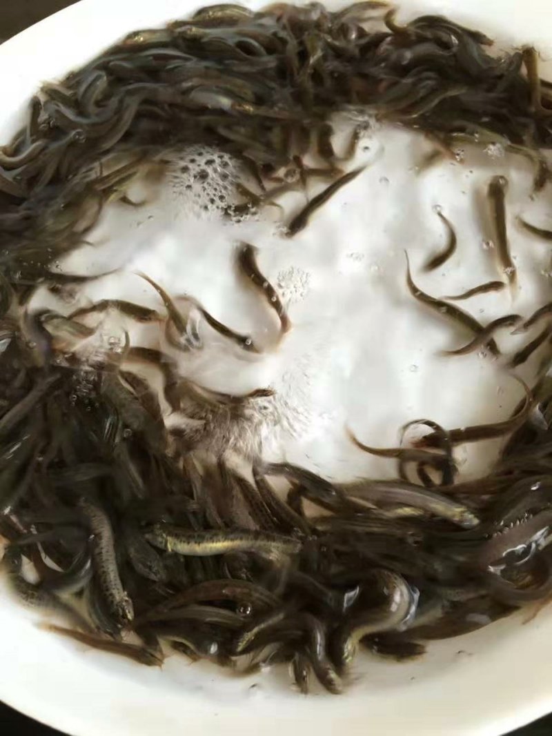 易养高产泥鳅鱼/苗十供自孵水花/全国包邮/包活