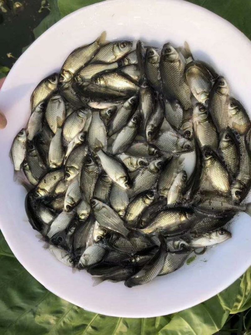 丰产易养鲫鱼苗十供自孵水花