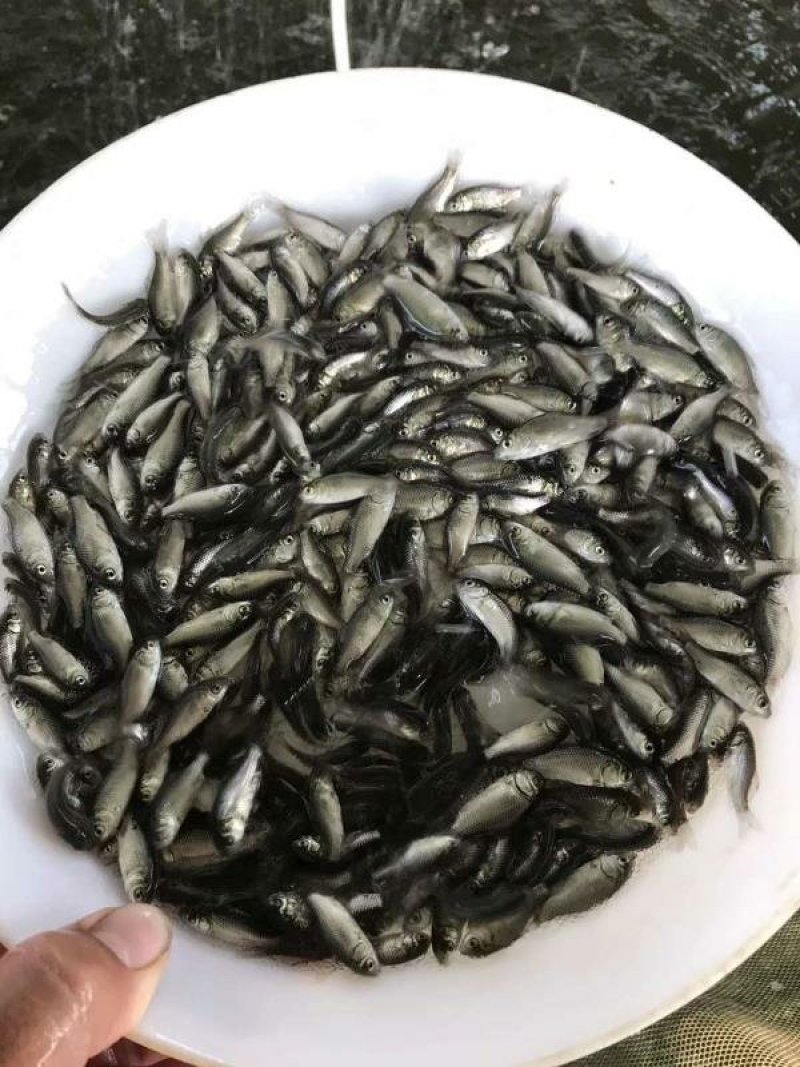 丰产易养鲫鱼苗十供自孵水花