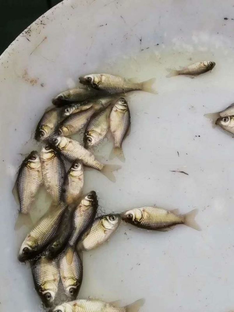 丰产易养鲫鱼苗十供自孵水花