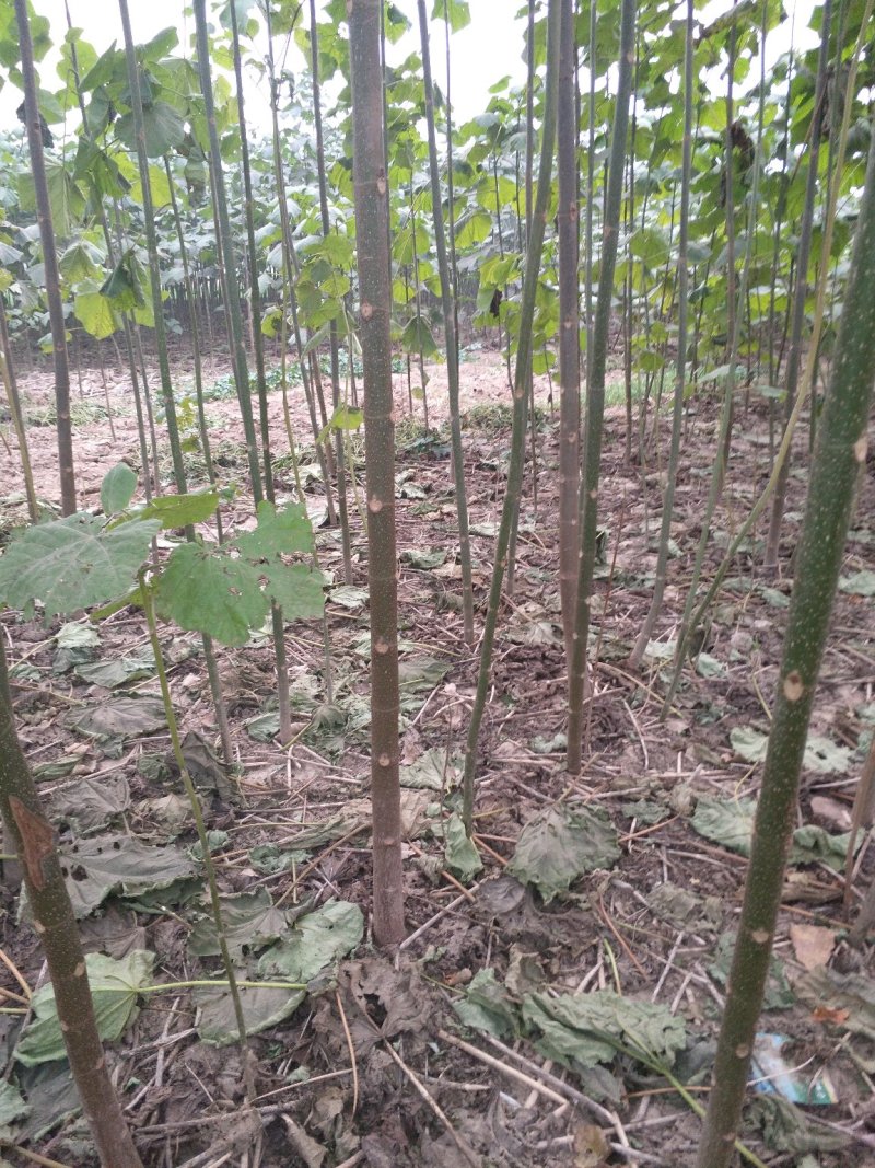 泡桐