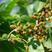 新采长桑葚桑树种子蚕吃的桑叶养蚕专用桑发芽率高