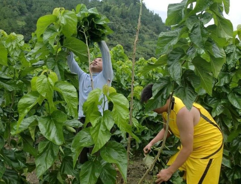 新采长桑葚桑树种子蚕吃的桑叶养蚕专用桑发芽率高