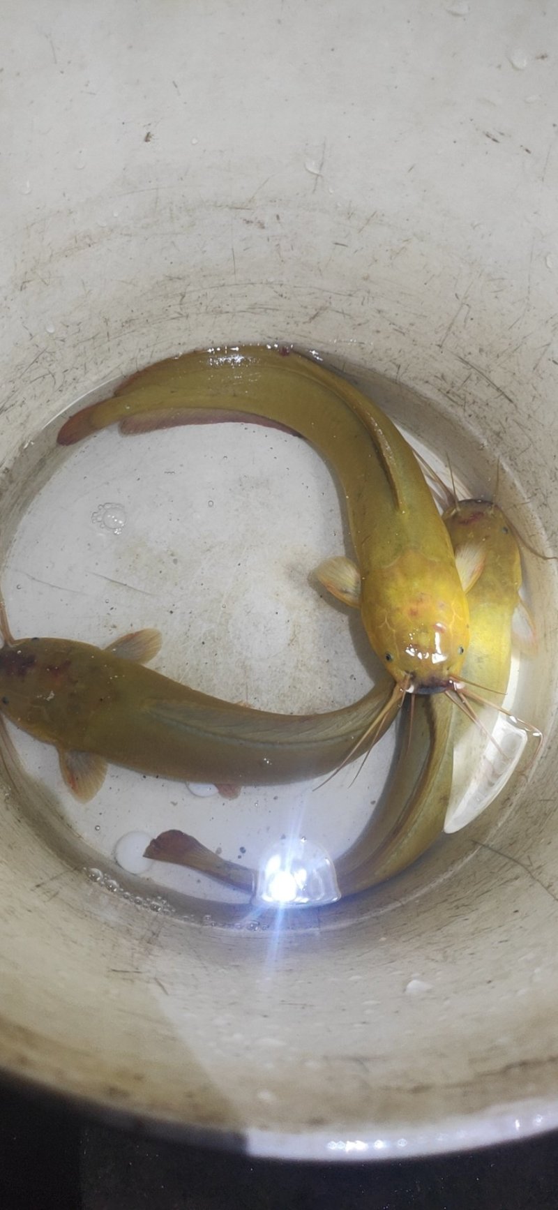 塘角鱼，本地塘鲺，