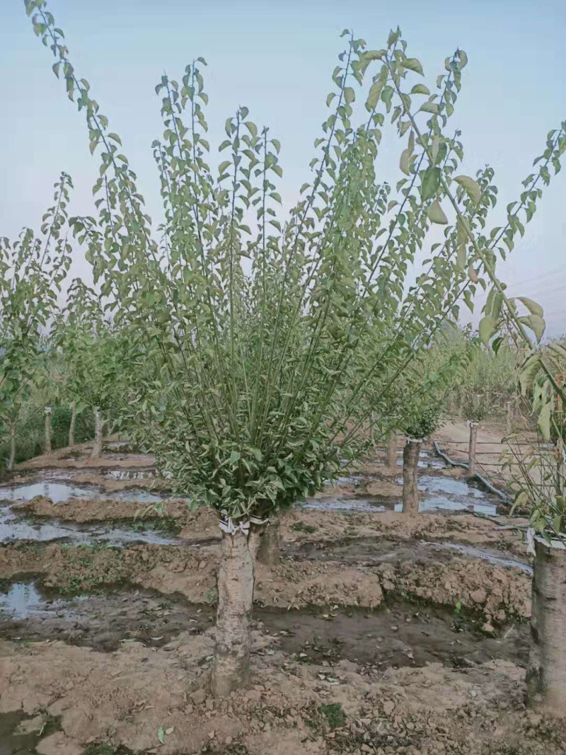 红梅，嫁接红梅，原生红梅，骨里红红梅，梅花
