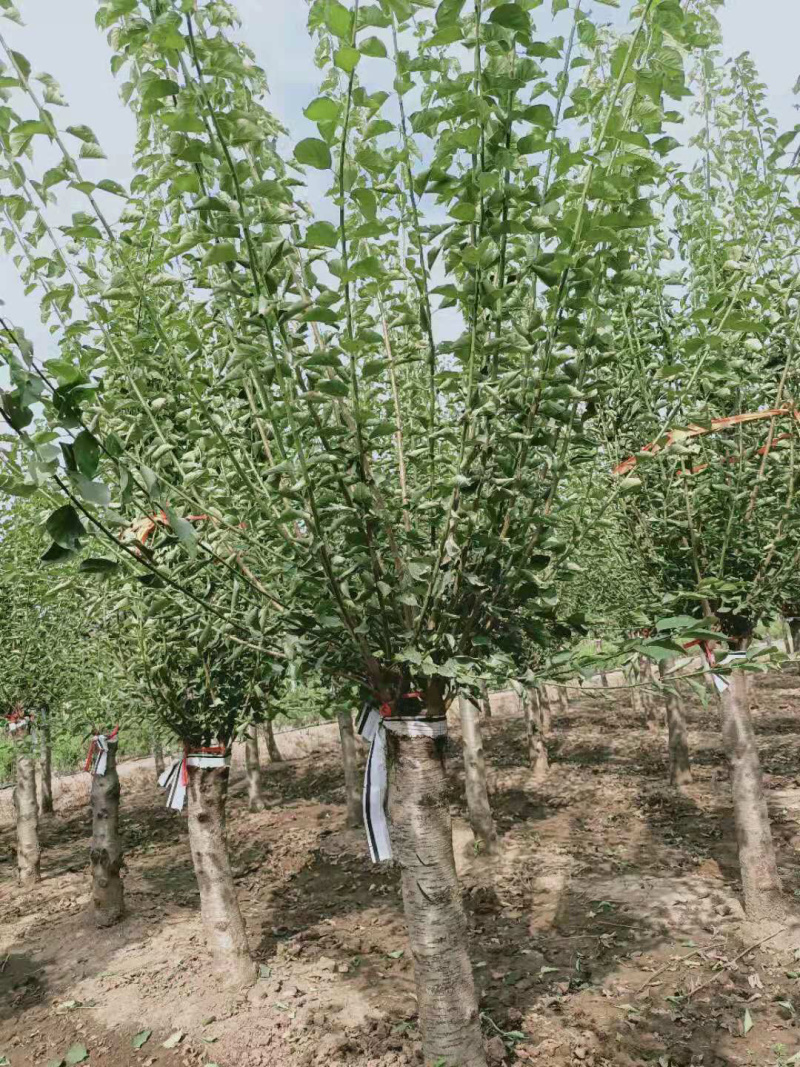 红梅，嫁接红梅，原生红梅，骨里红红梅，梅花