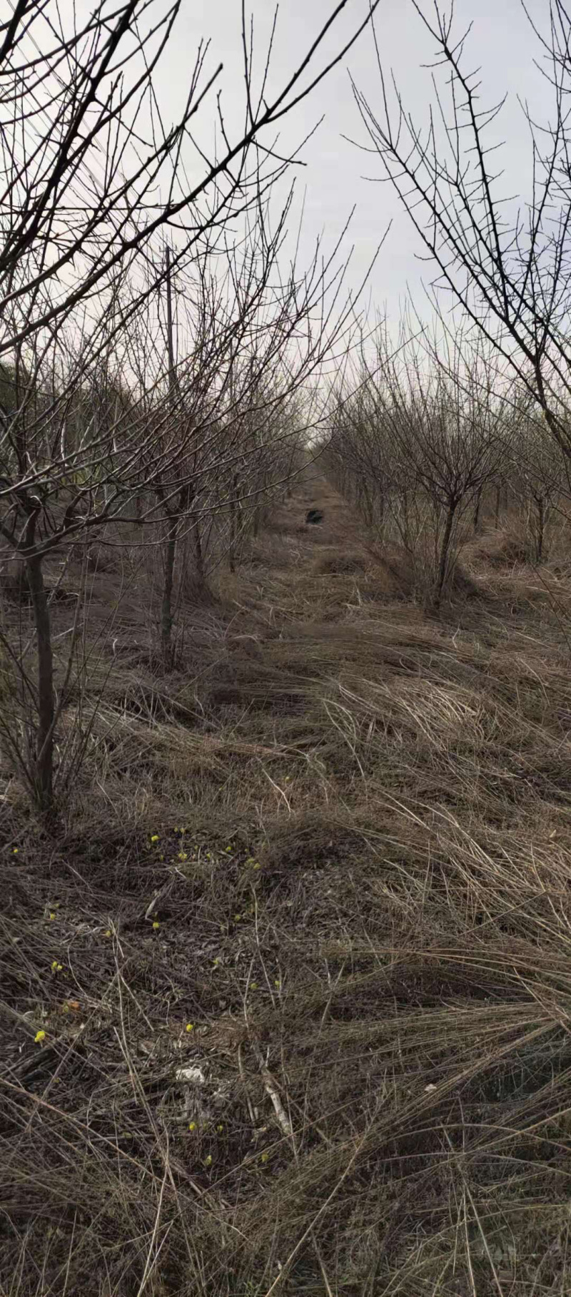 红梅，嫁接红梅，原生红梅，骨里红红梅，梅花