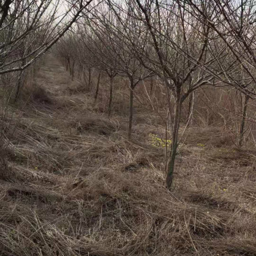 红梅，嫁接红梅，原生红梅，骨里红红梅，梅花