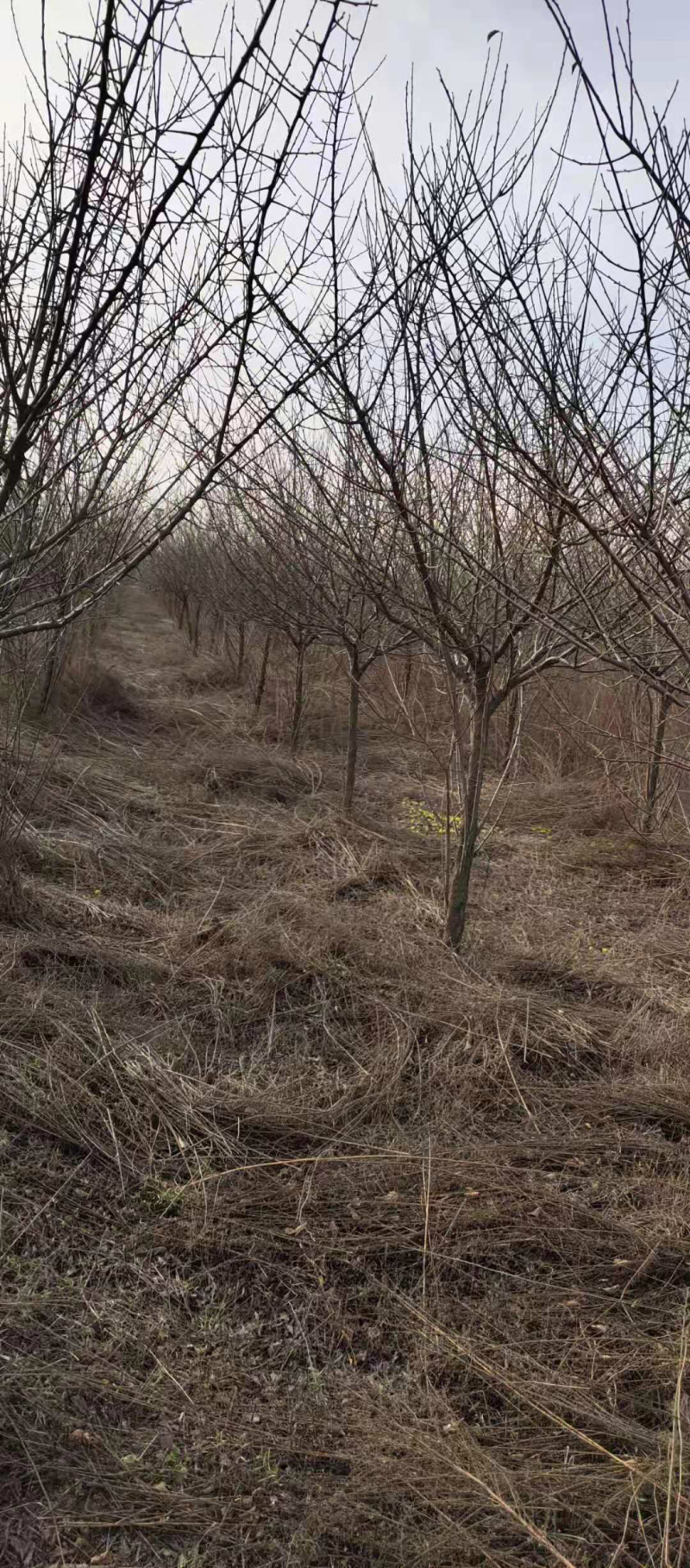 红梅，嫁接红梅，原生红梅，骨里红红梅，梅花