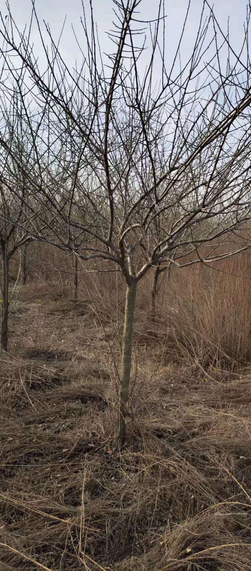 红梅，嫁接红梅，原生红梅，骨里红红梅，梅花